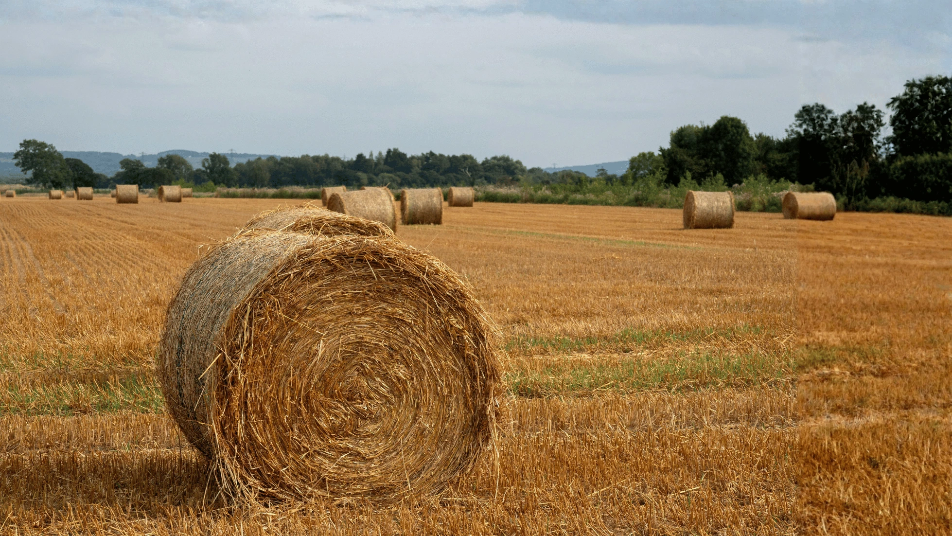 Farmy_stejskal_vukup_pole_ondrej_stejskal_makler_prodej_zemedeslke_pozemky